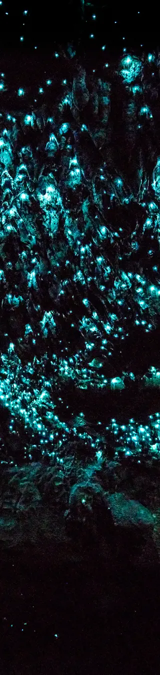 Glühwürmchen beobachten in Waimoto Caves